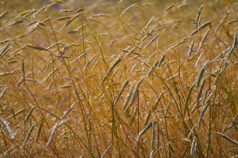 Farmer's count the cost of drought