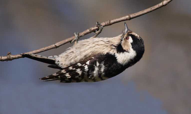 Farmland birds bear brunt of CAP says UK charity