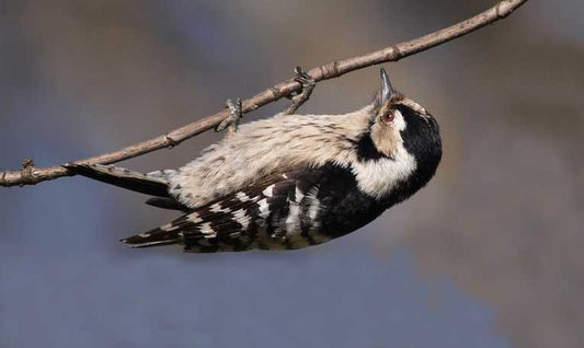 Farmland birds bear brunt of CAP says UK charity