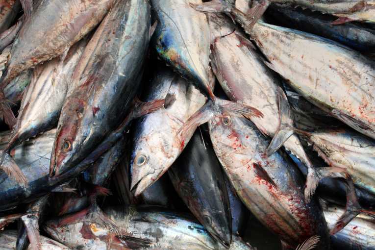 Our favourite fish under threat says new study