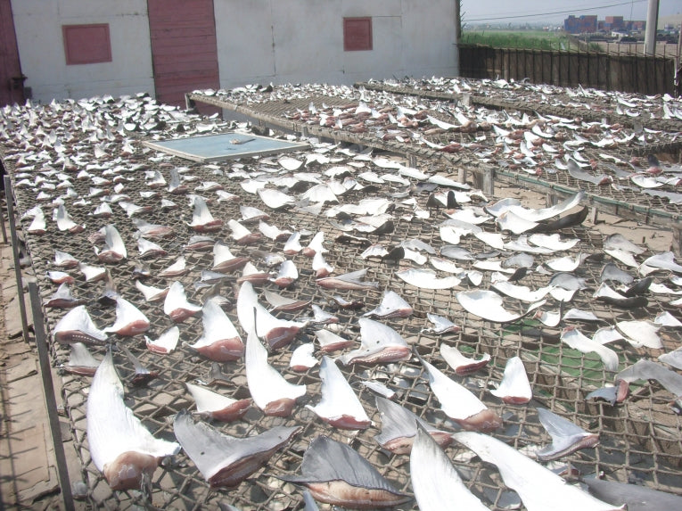 First Canadian city bans shark fin trade