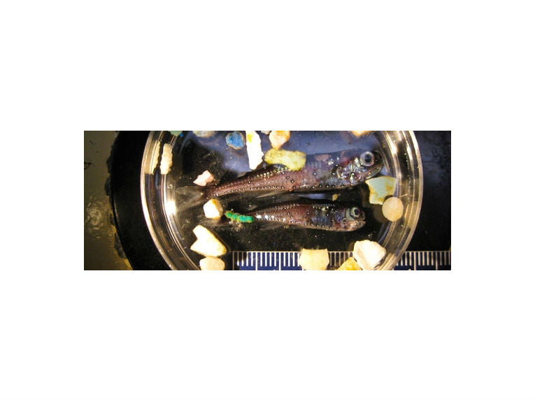 Fish feeding on plastic in ocean's 'Garbage Patch'