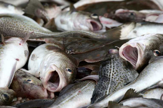 Hugh Fearnley-Whittingstall Winning Fish Fight