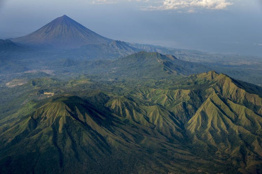 Flores Human Dwarf Debate