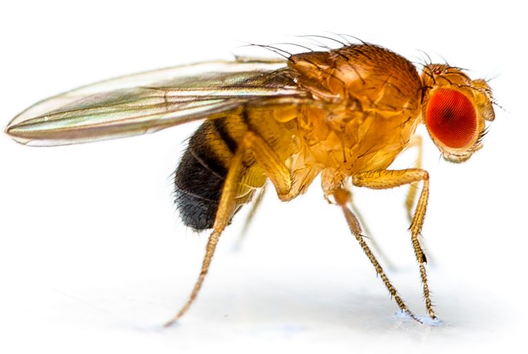 Do we choose senescence or eternal youth?