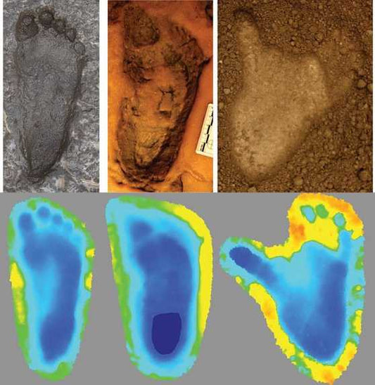 We've never walked alone- whether chimpanzee or hominin !
