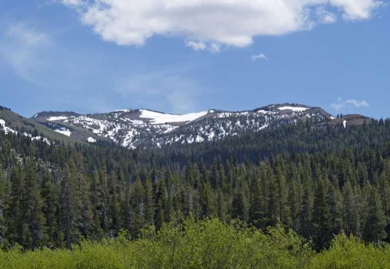 Greening of the Arctic as trees march north