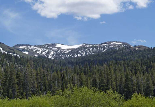 Greening of the Arctic as trees march north