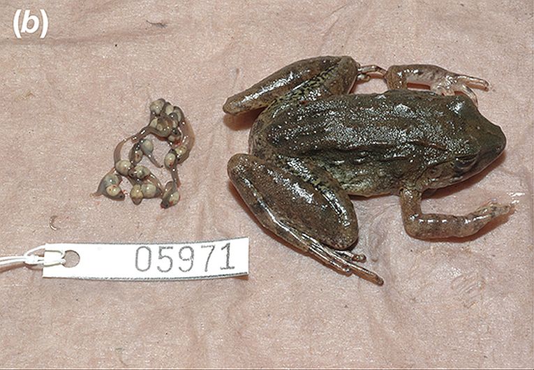 Fanged frogs and live-bearing feats.