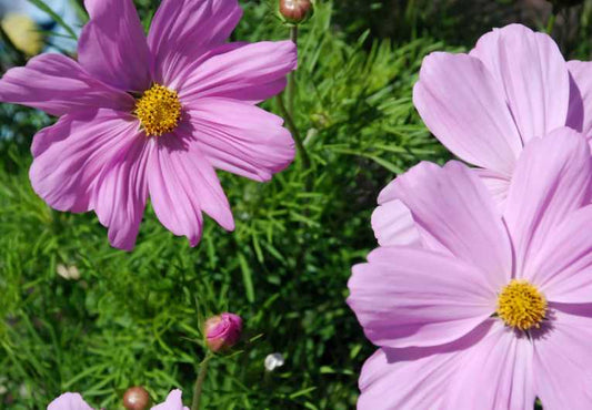 Enrich Your Garden: Compost