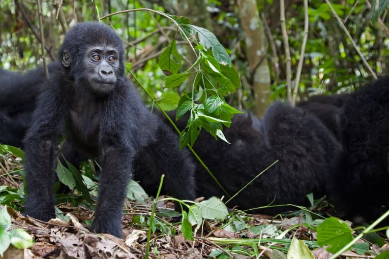 Gorillas and Attenborough