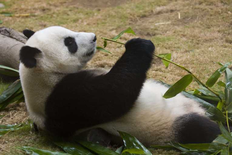 Smithsonian Wild website gathers images of nature uncut