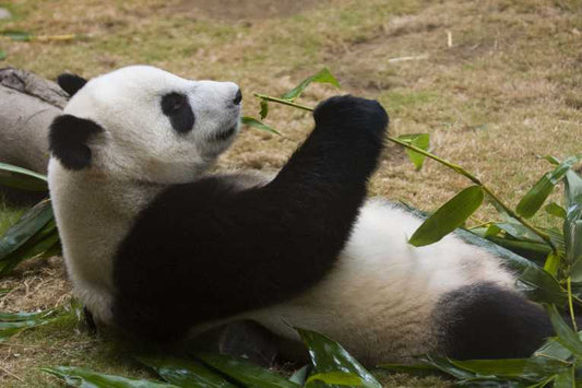 Smithsonian Wild website gathers images of nature uncut