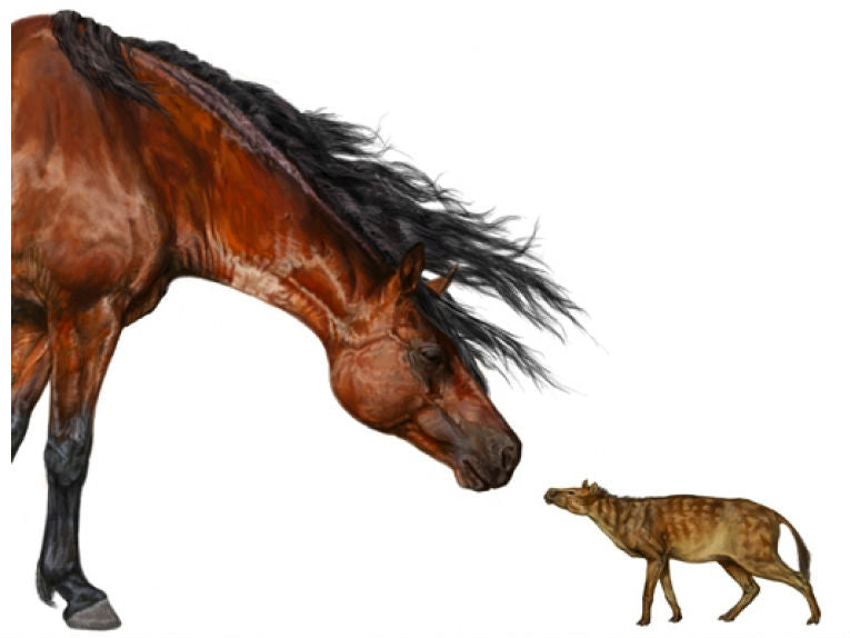 Global warming and mammal body size