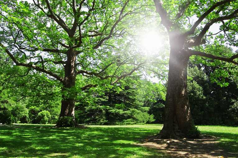 Go down to the woods