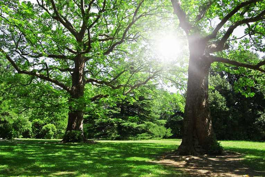 Go down to the woods