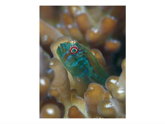 One-inch ''bodyguards'' defend the coral world