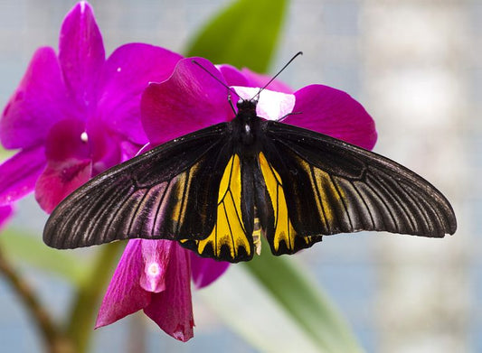 Forest management-the sustainable approaches.