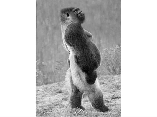 Gorilla genomes and hopes for hominids