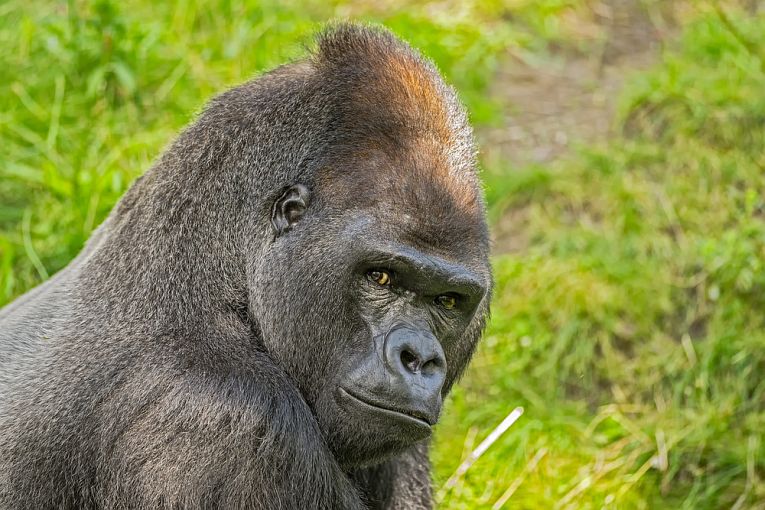 How AIDS moved from chimpanzees and, now, gorillas.