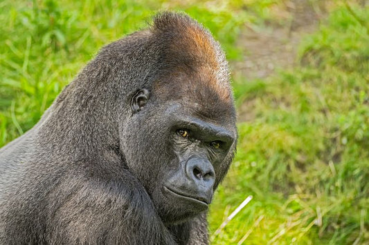 How AIDS moved from chimpanzees and, now, gorillas.