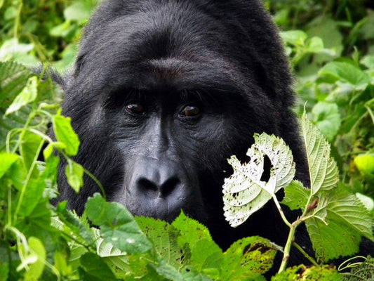 Gorillas see tourists by appointment