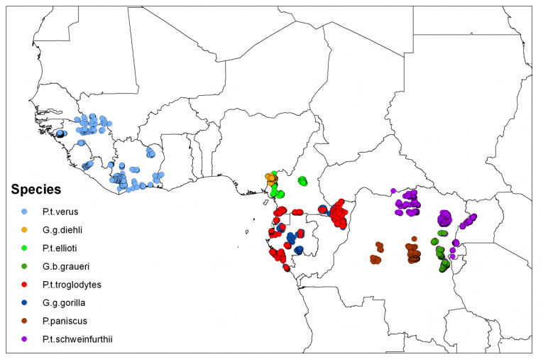 Great Apes threatened again, this time by habitat loss