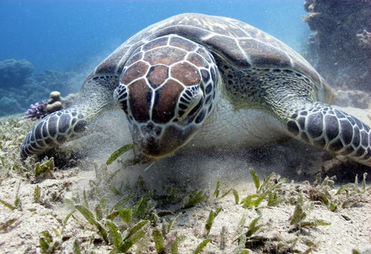 Green turtles need help
