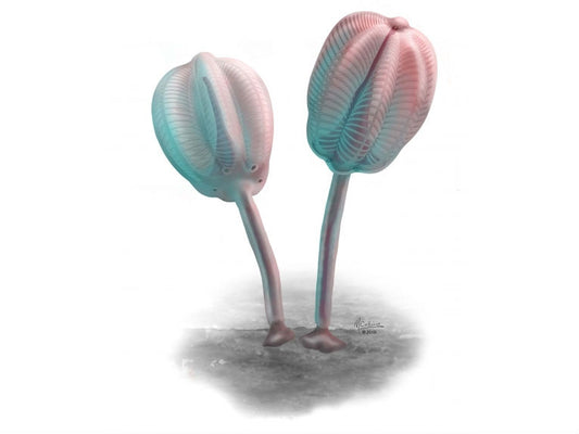 Fossilised colonies of gregarious tulip creatures (Siphusauctum gregarium) discovered on Mount Stephen