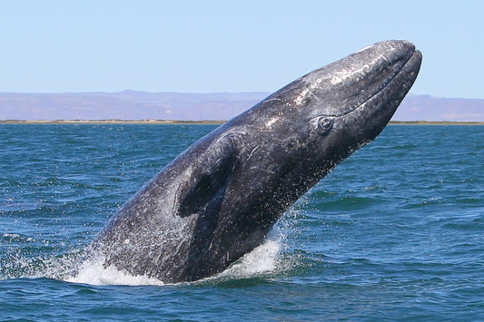 Whales are loving the warm Pacific Arctic.