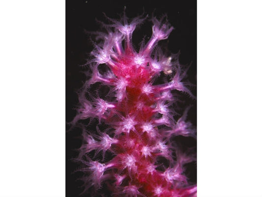 Gulf coral damaged by Deepwater Horizon oil spill