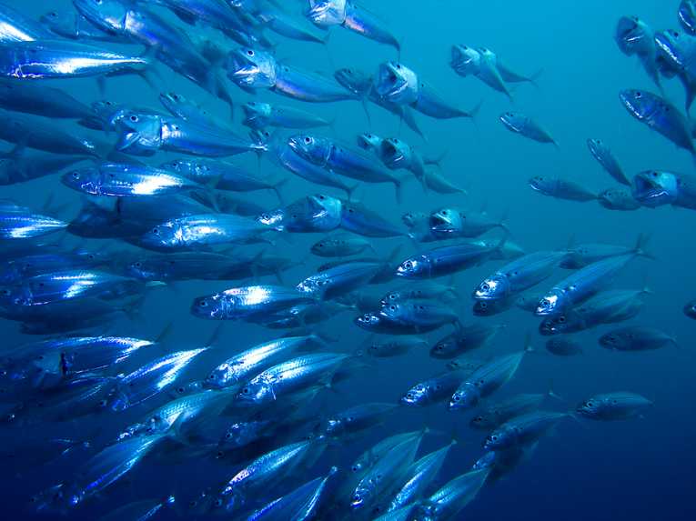 Halting oceanic plunder needs more than celebrity chefs