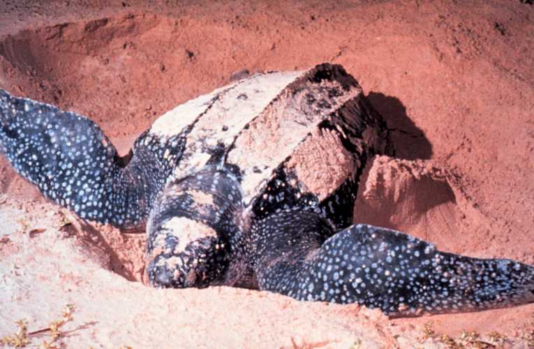 Holidaymakers can help conserve leatherback turtles