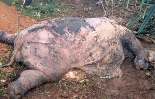 Hope for the Javan Rhino