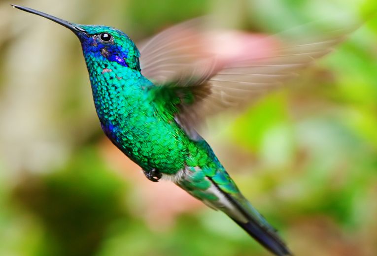 Flying and genome size: it’s true about the reduction!