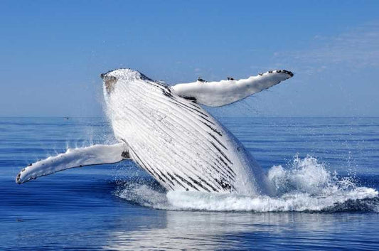 Humpback Whale (Megaptera novaeangliae)