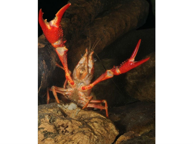 IAS lose us ecosystems and biodiversity