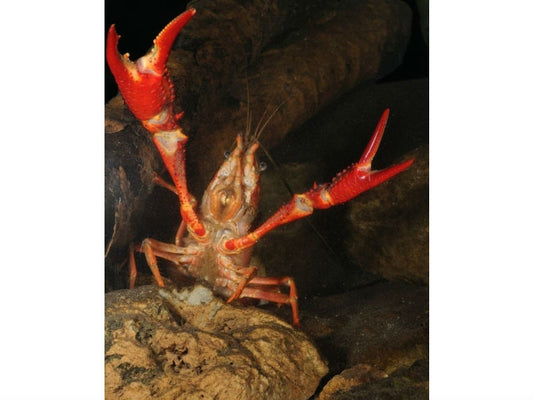 IAS lose us ecosystems and biodiversity