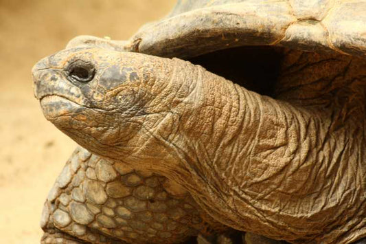 Ile aux Aigrettes rewilding experiment reports success