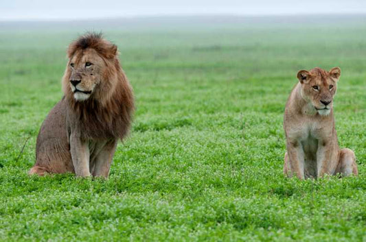 Cats who roar - Images of big cats from Genus Panthera