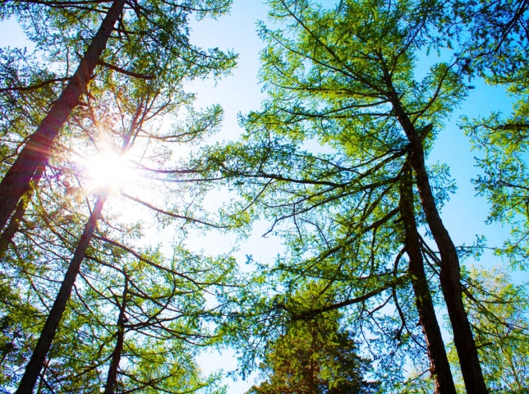 International Day of Forests