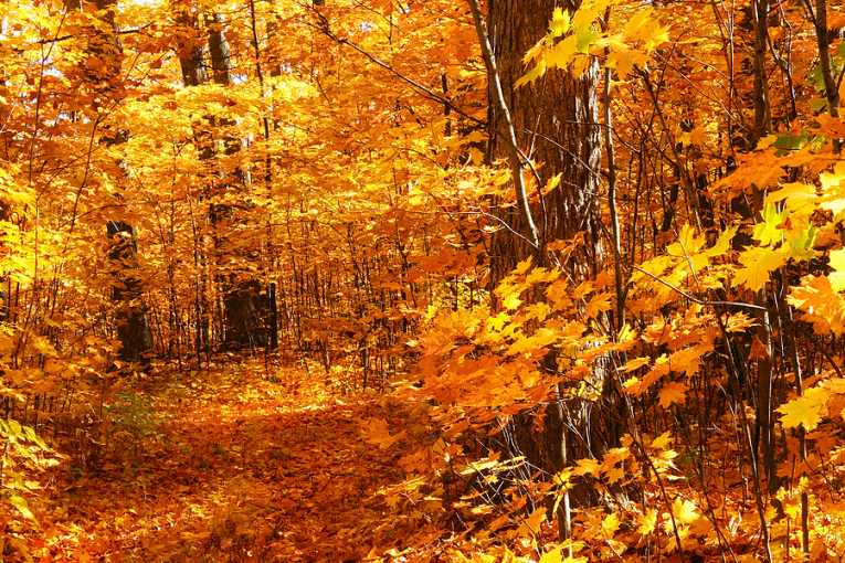Invading beetles threaten autumn colours