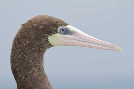 Island diversity using hosts