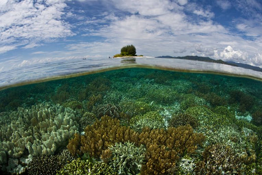 Islands and their biodiversity