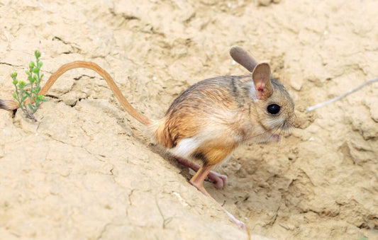 A future for the Aral Sea is hopefully assured.