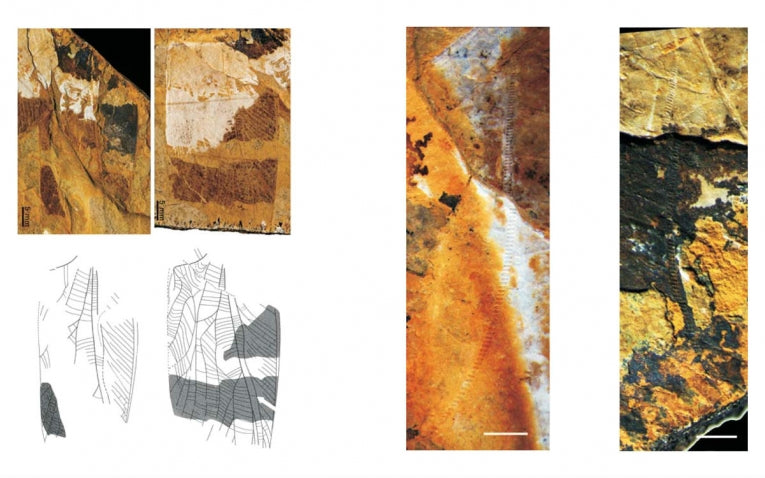 Can you hear the Jurassic crickets?