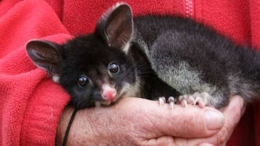 Koomal - predictions for survival in the Australian bush.