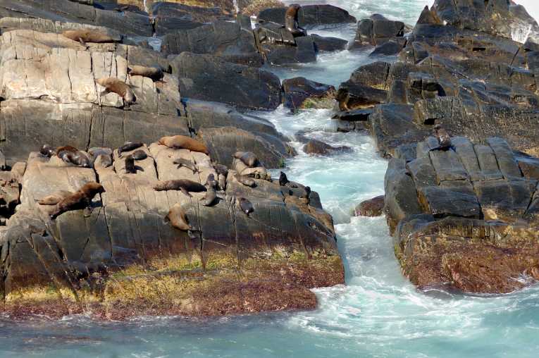 Kangaroo Island - The Galapagos of Australia