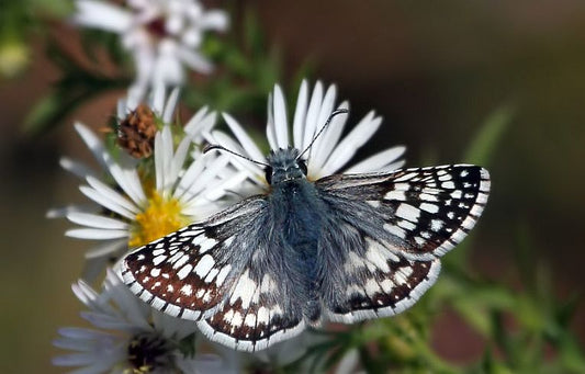 California butterflies and neonicotinoids!