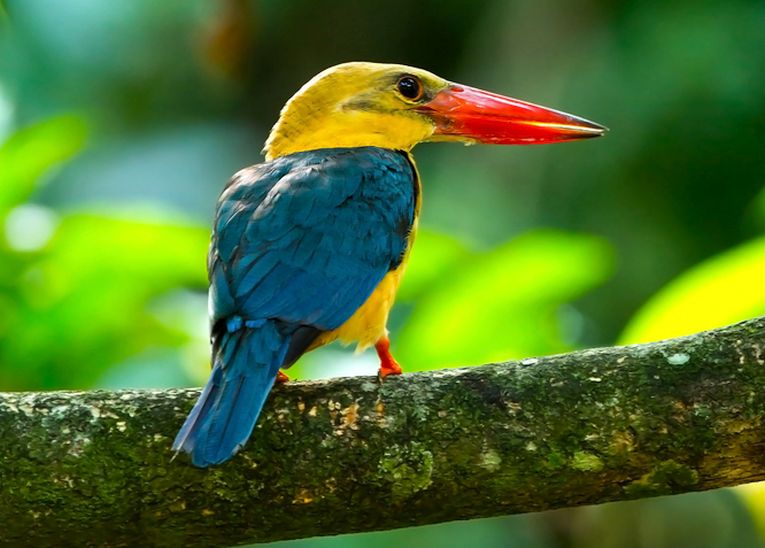 Indonesia acts on palm plantations and pollution